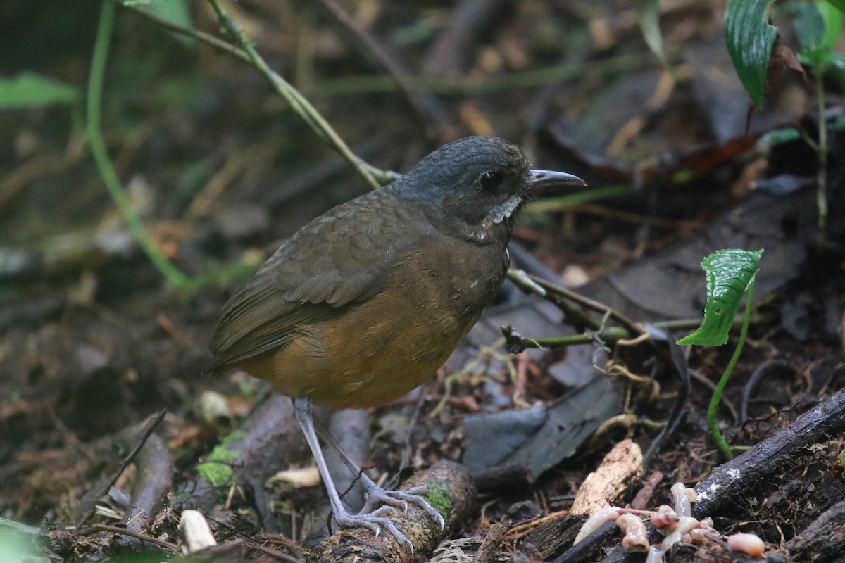 Moustached Antpitta - ML616900904