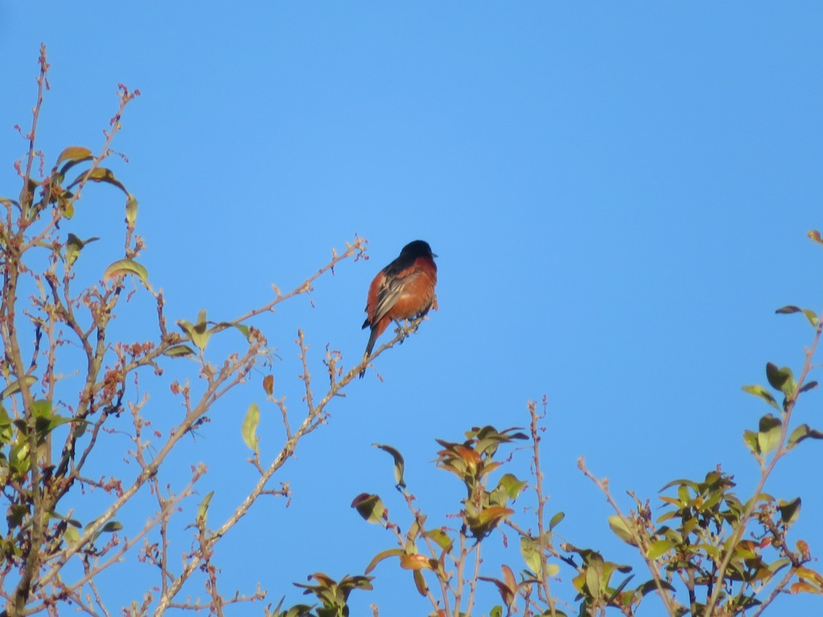 Orchard Oriole - ML616900956
