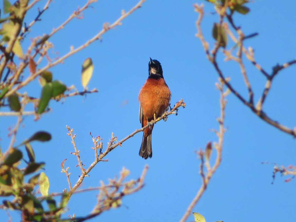 Orchard Oriole - ML616900957