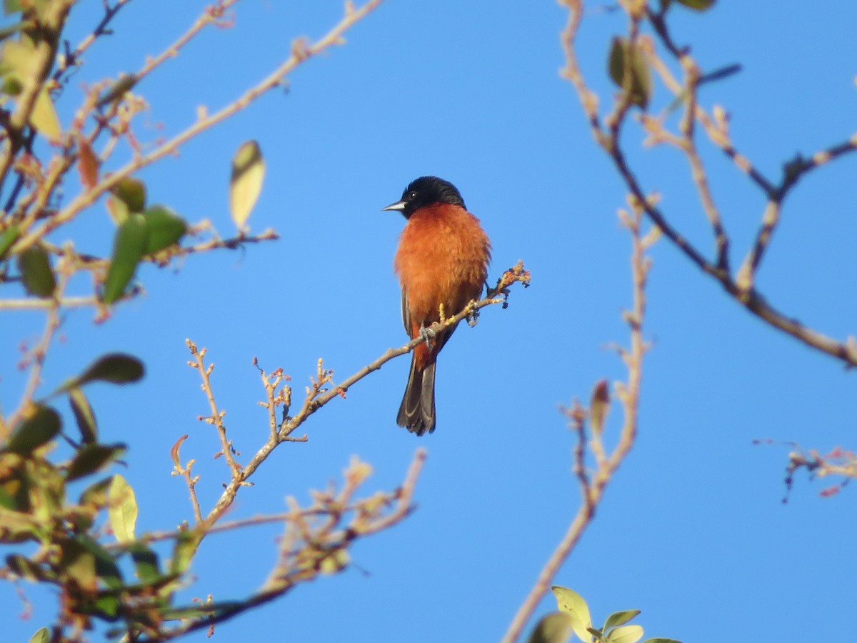 Orchard Oriole - ML616900958