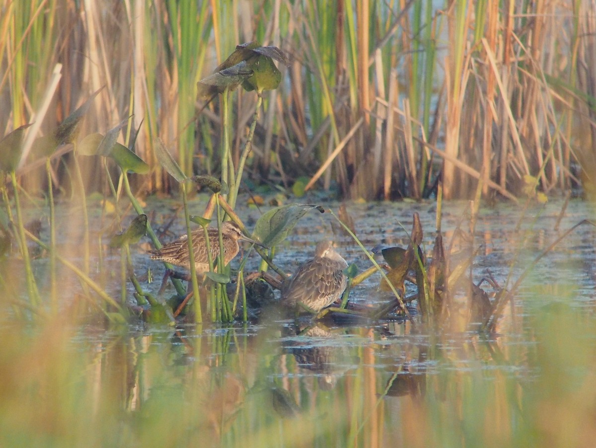 Long-billed Dowitcher - ML616901158