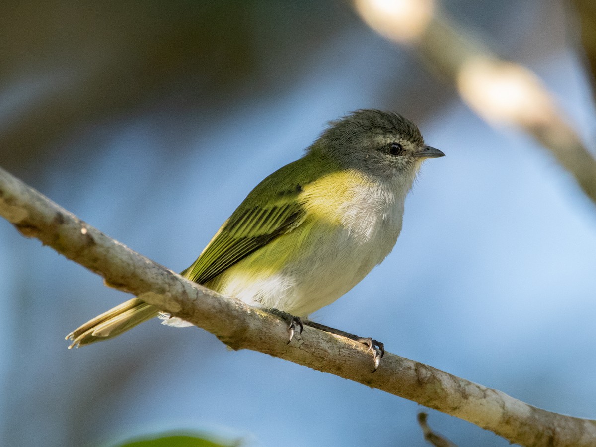 Gray-capped Tyrannulet - William Wallace Silva