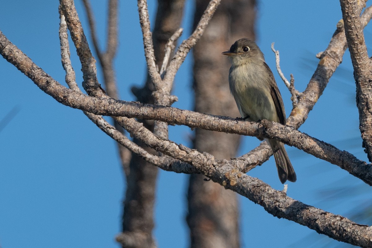 Cuban Pewee - Phil Chaon