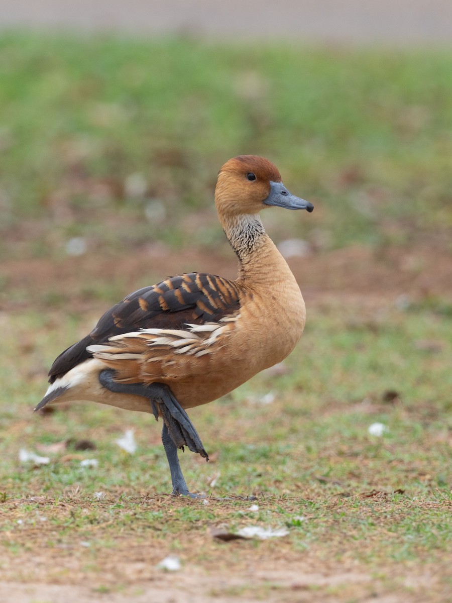 Fulvous Whistling-Duck - ML616901280