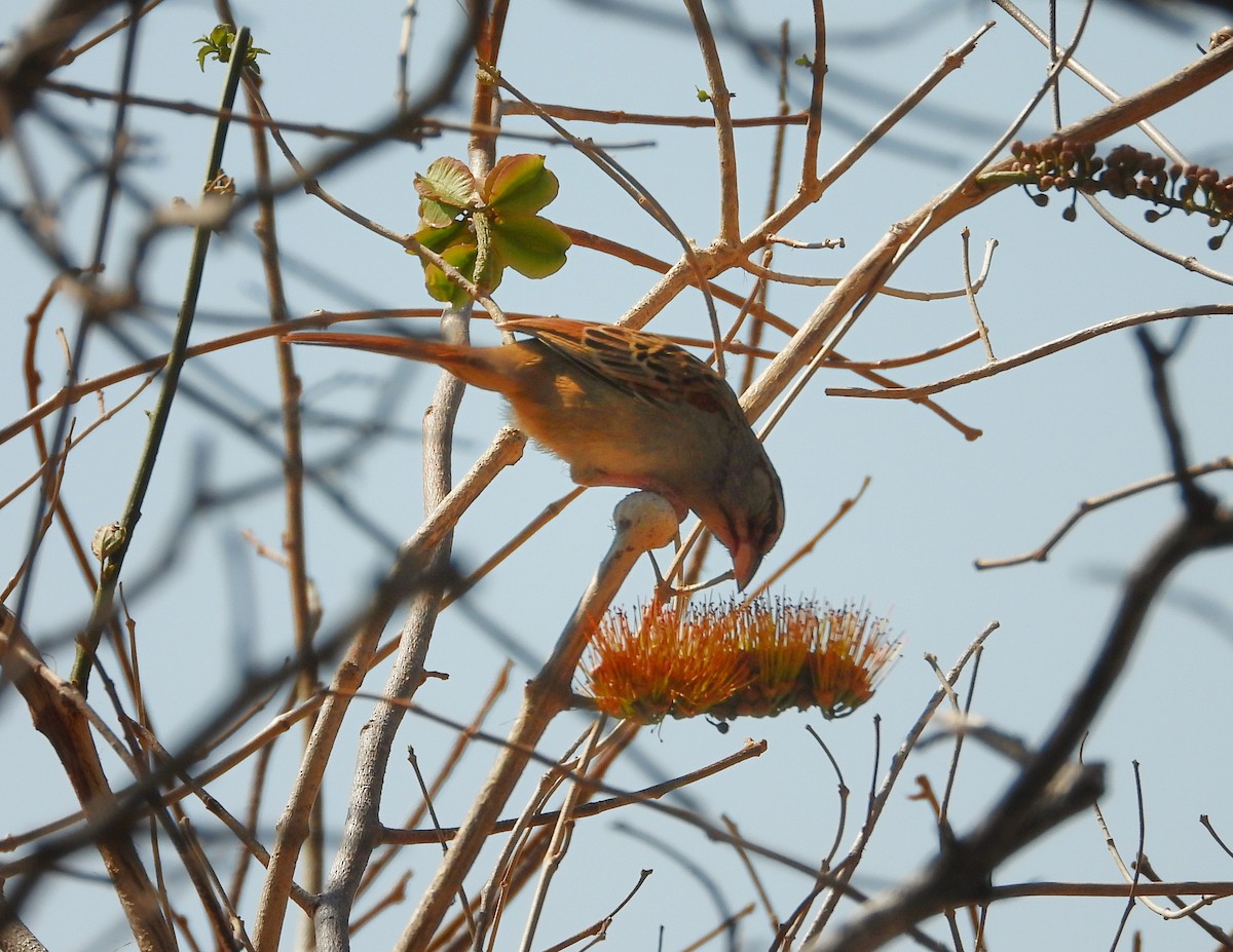 Cinnamon-tailed Sparrow - ML616901283