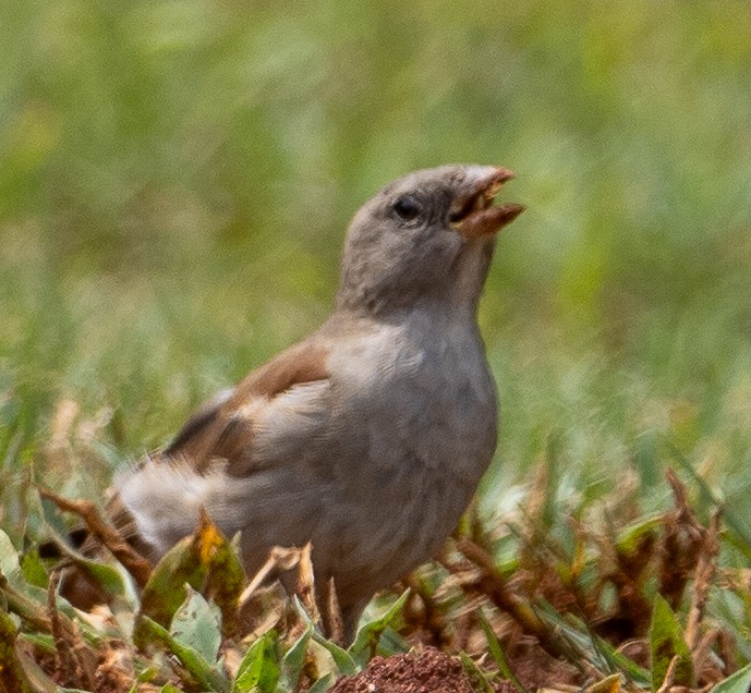 Southern Gray-headed Sparrow - ML616901291