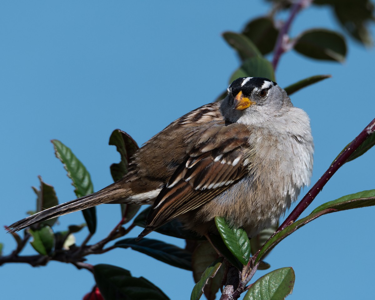 White-crowned Sparrow (Yellow-billed) - ML616901349
