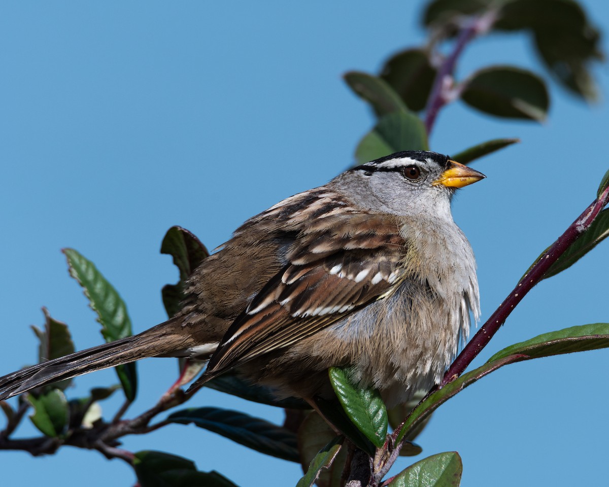 White-crowned Sparrow (Yellow-billed) - ML616901350