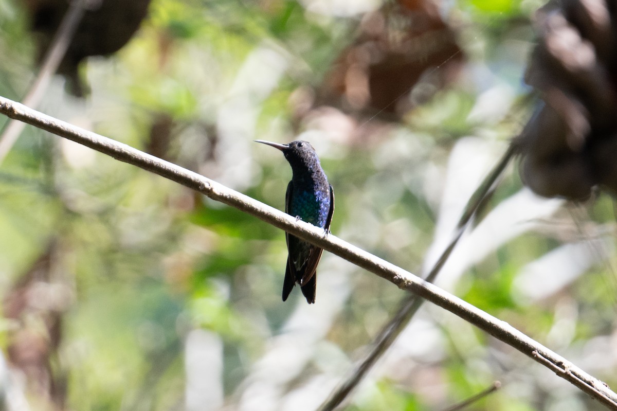 kolibřík safírovohrdlý - ML616901434