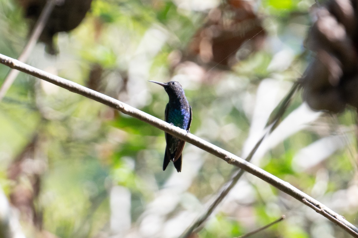 Sapphire-throated Hummingbird - ML616901436