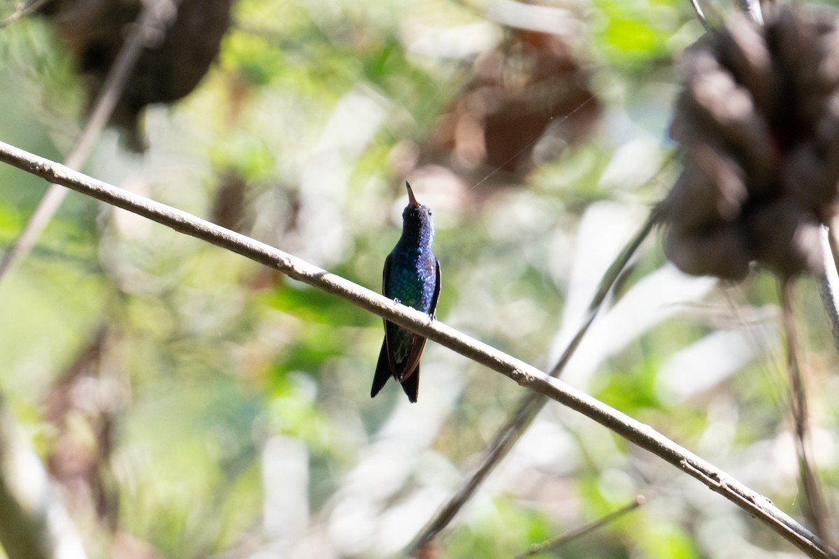 kolibřík safírovohrdlý - ML616901437