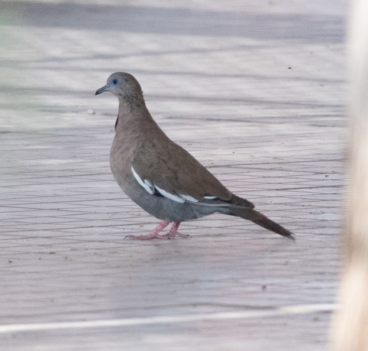 West Peruvian Dove - ML616901462