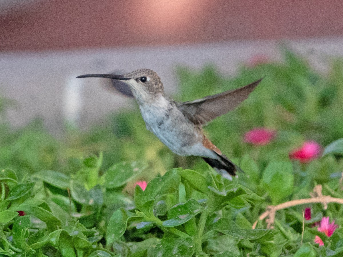 Oasis Hummingbird - ML616901517