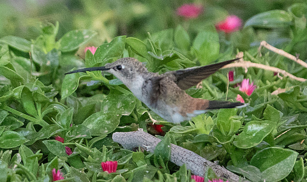 Oasis Hummingbird - ML616901520