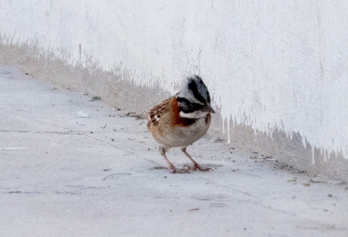 Rufous-collared Sparrow - ML616901537