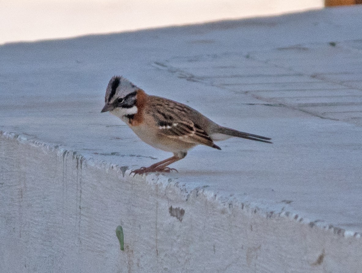 Rufous-collared Sparrow - ML616901538