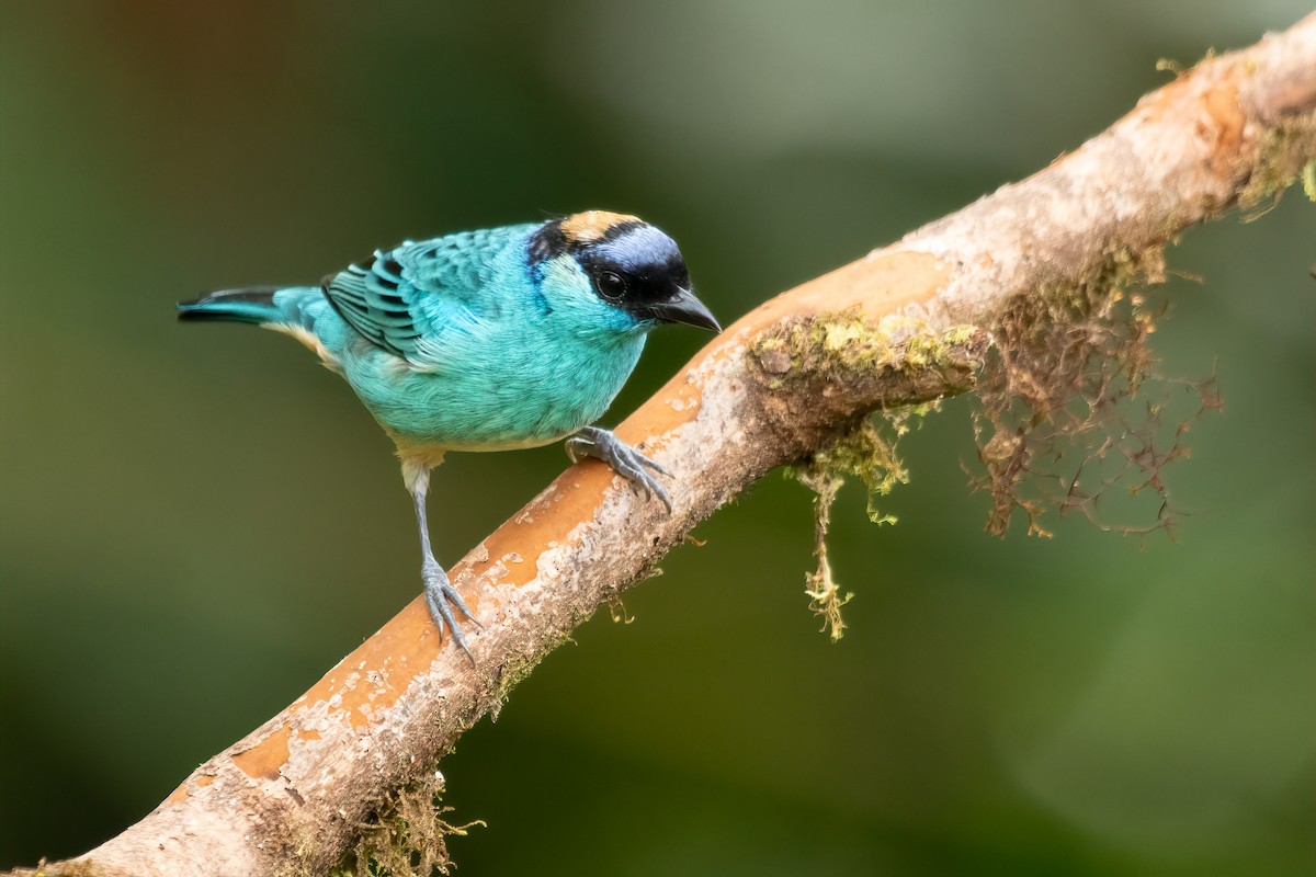 Golden-naped Tanager (Golden-naped) - ML616901657
