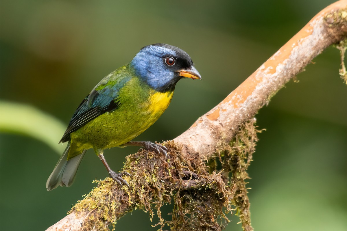 Moss-backed Tanager - ML616901675