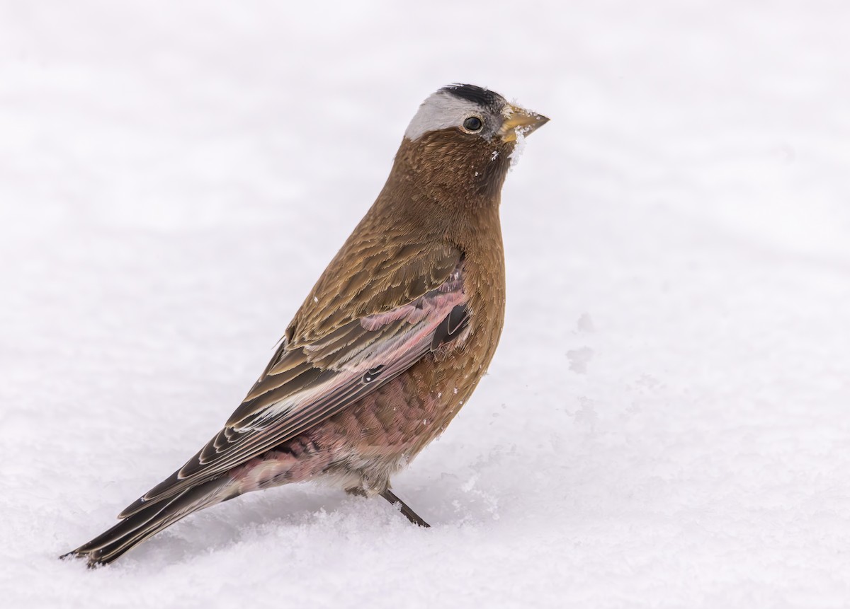 Gray-crowned Rosy-Finch (Gray-crowned) - ML616901682