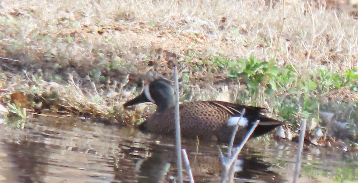 Blue-winged Teal - ML616901731
