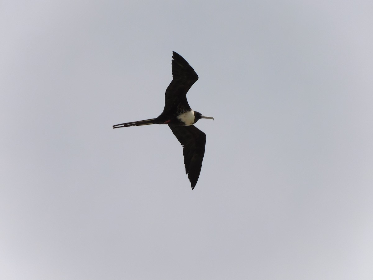 Magnificent Frigatebird - ML616901827