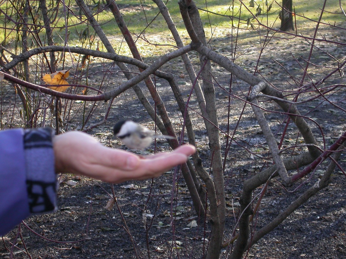 Black-capped Chickadee - ML616901843