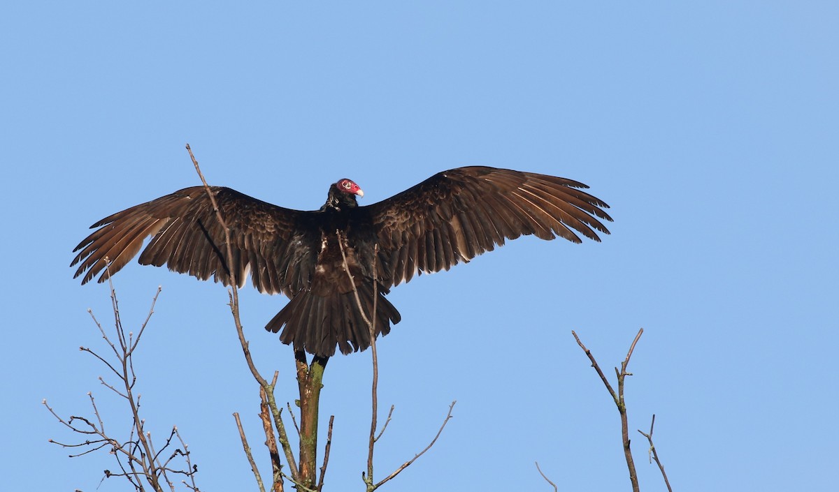 Turkey Vulture - ML616901865