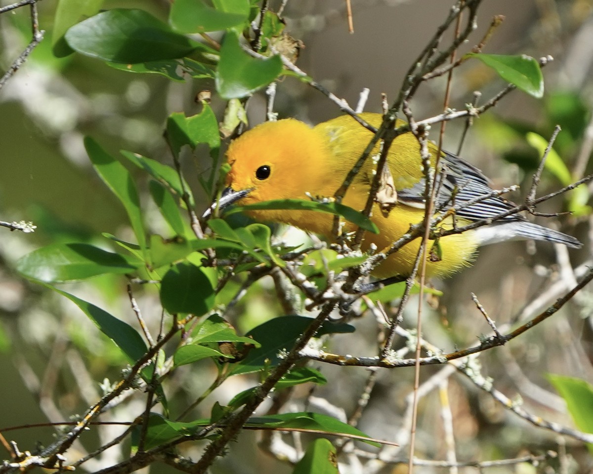 Prothonotary Warbler - ML616901925