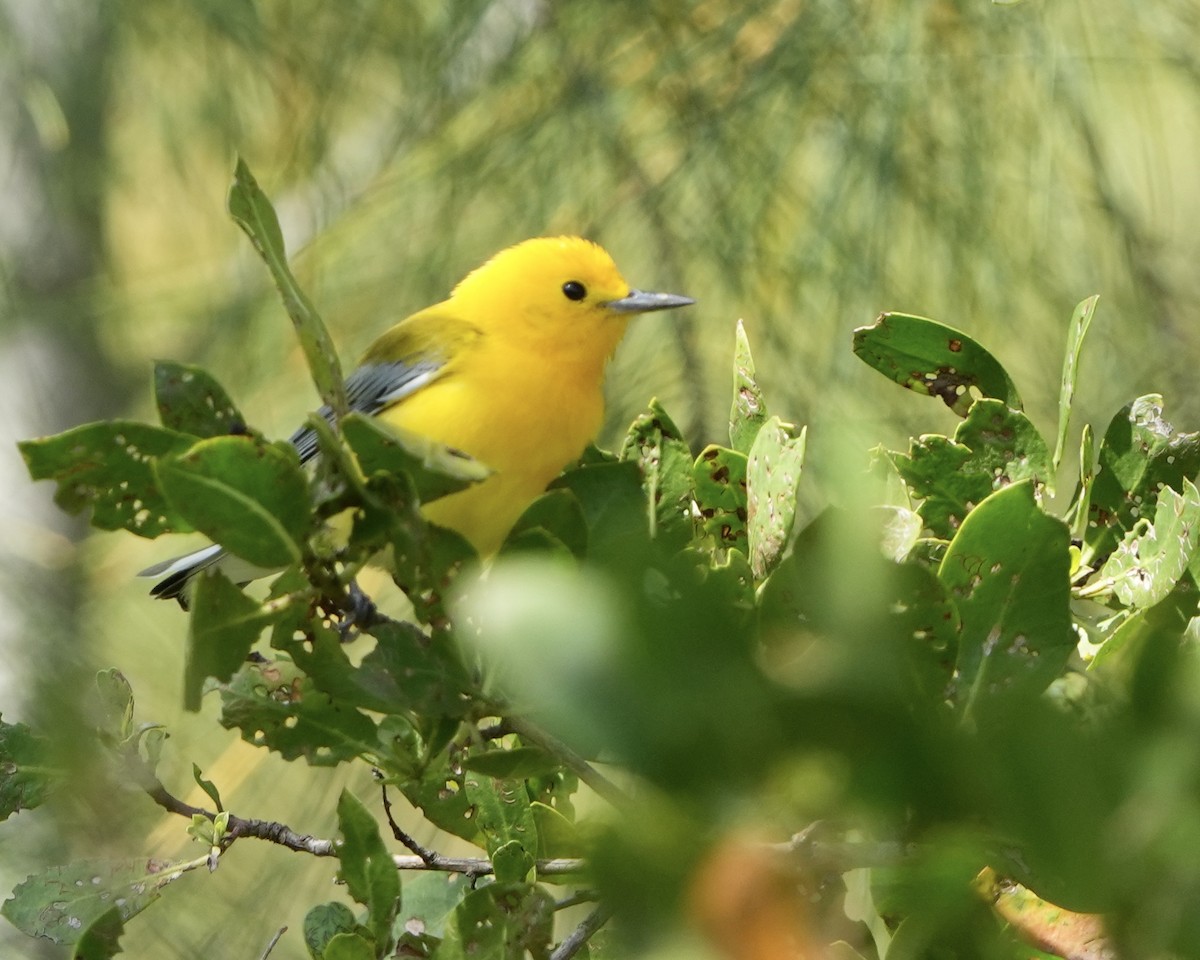 Prothonotary Warbler - ML616901926
