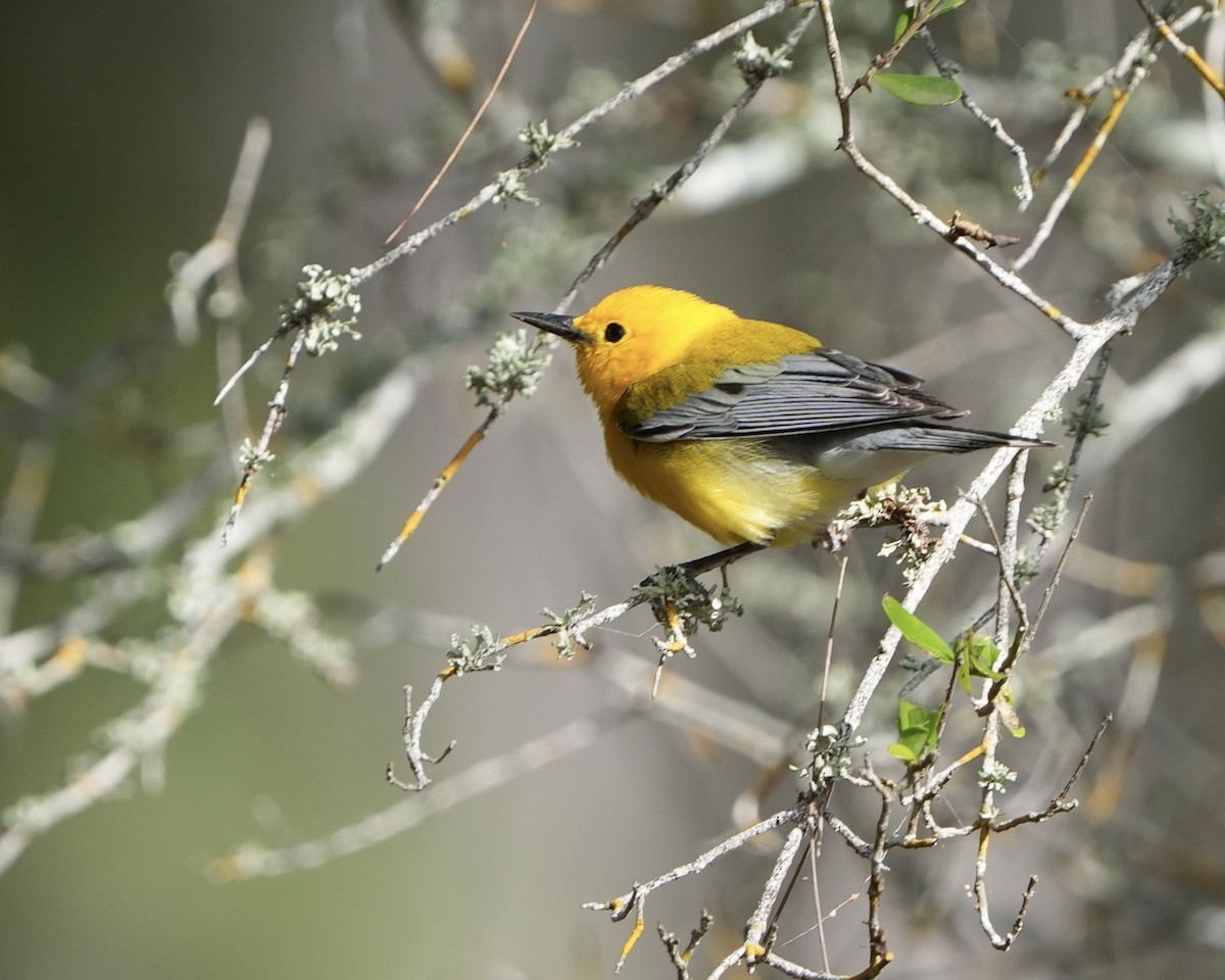 Prothonotary Warbler - ML616901927