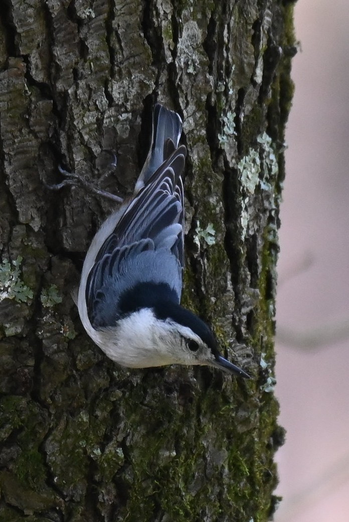 White-breasted Nuthatch - ML616901989