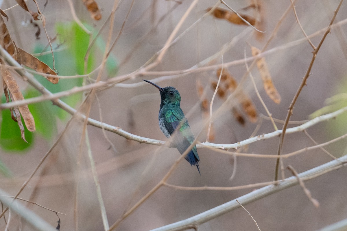 kolibřík zářivý - ML616902045
