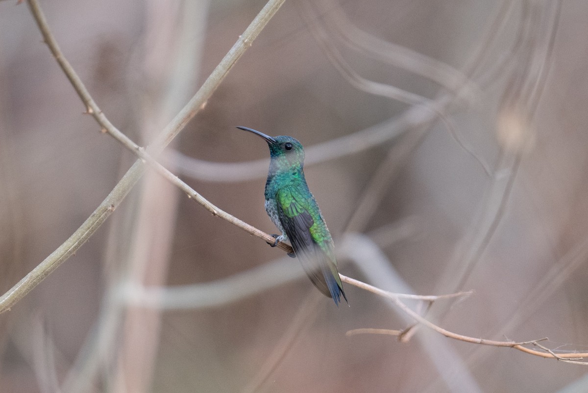 kolibřík zářivý - ML616902046