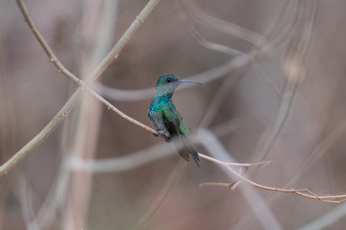 Shining-green Hummingbird - John C. Mittermeier