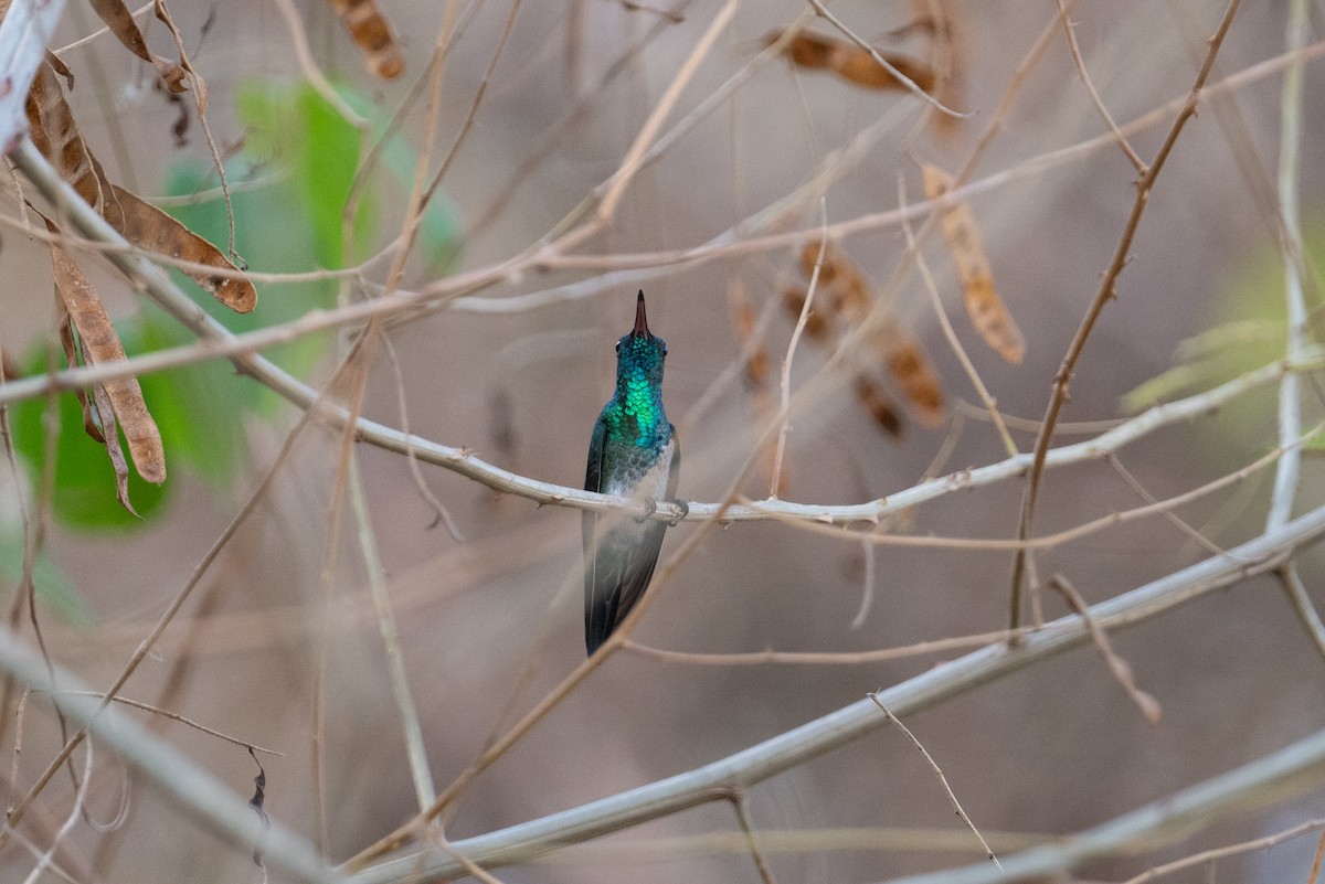 Shining-green Hummingbird - ML616902048
