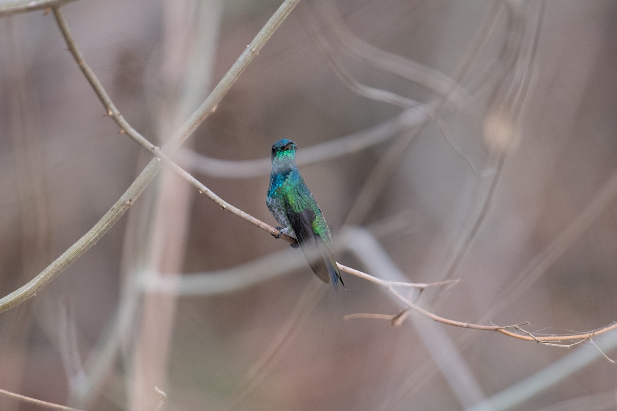 Shining-green Hummingbird - ML616902049