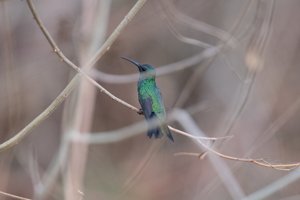 Shining-green Hummingbird - ML616902050