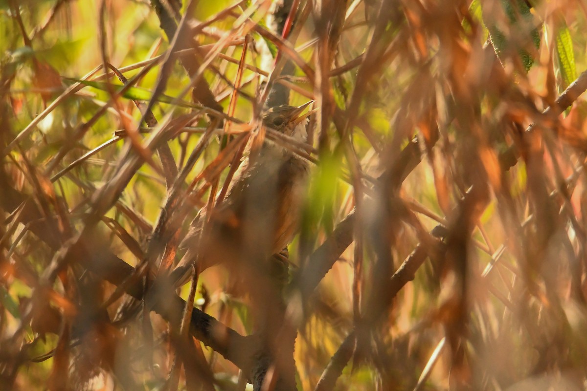 Brown Bush Warbler - ML616902053