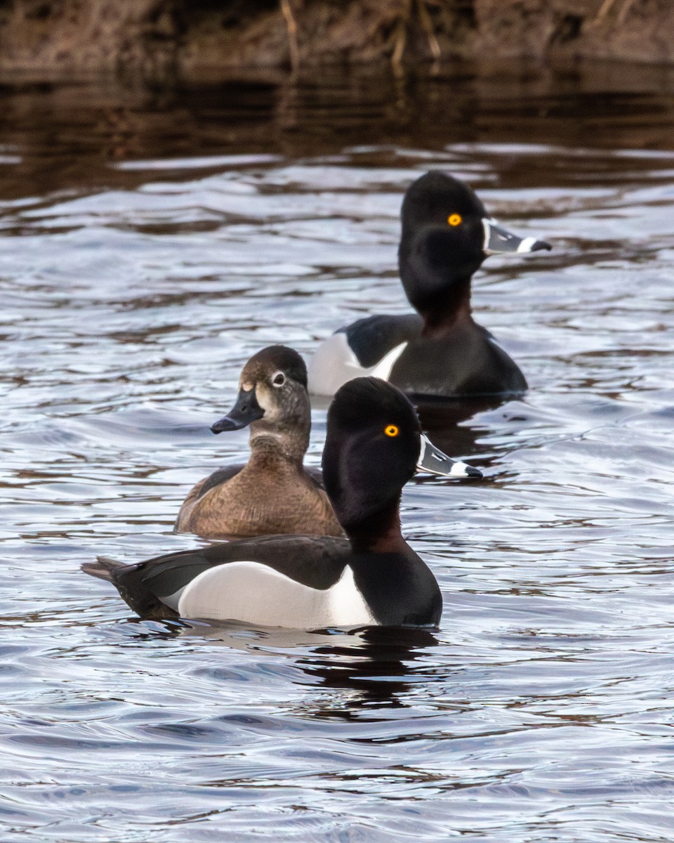 Ring-necked Duck - Edward  Muennich