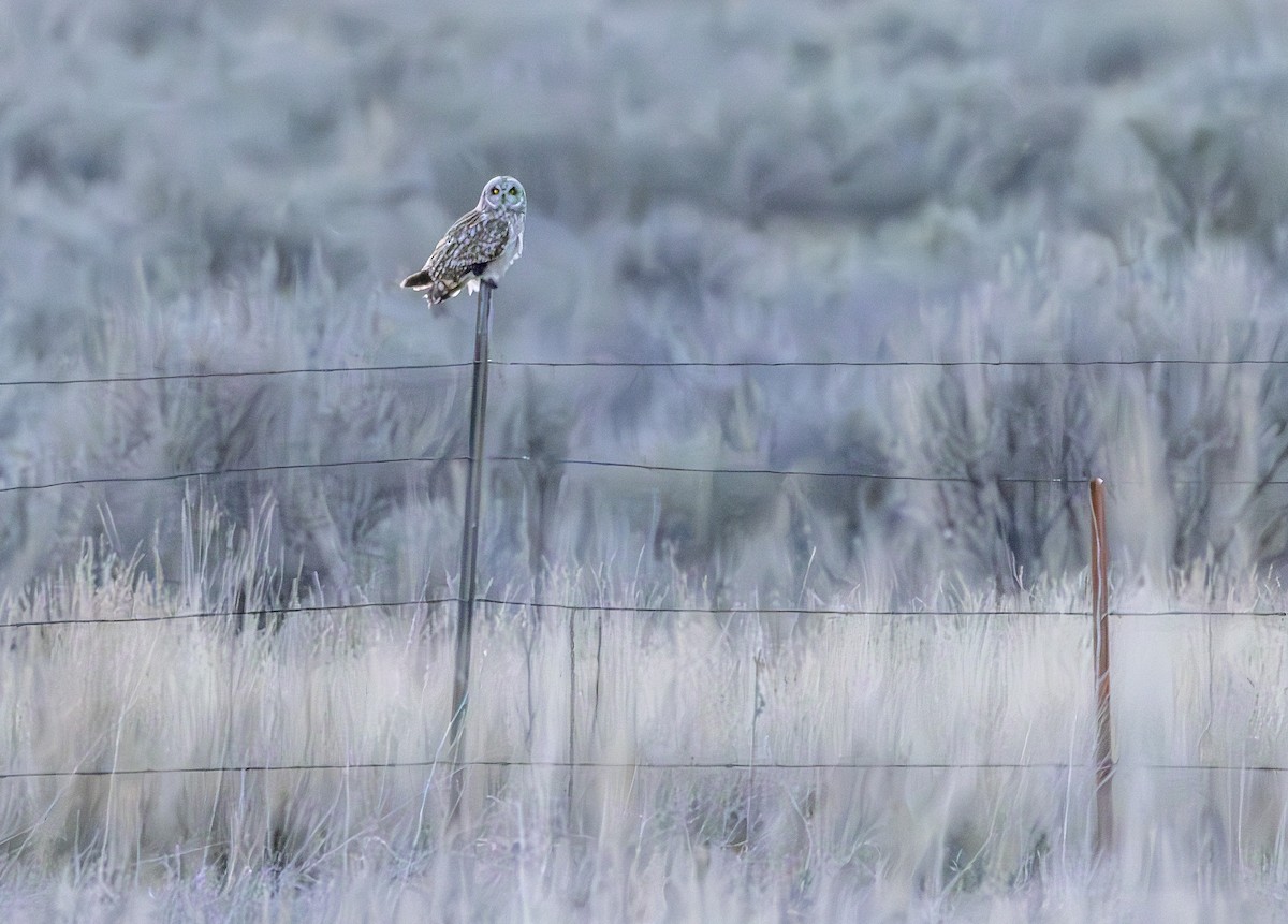 Short-eared Owl (Northern) - ML616902333
