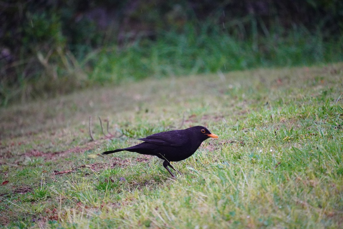 Eurasian Blackbird - Nadège Langet