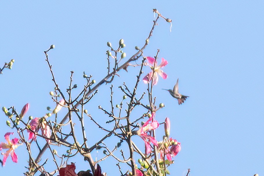 kolibřík tropický - ML616902426