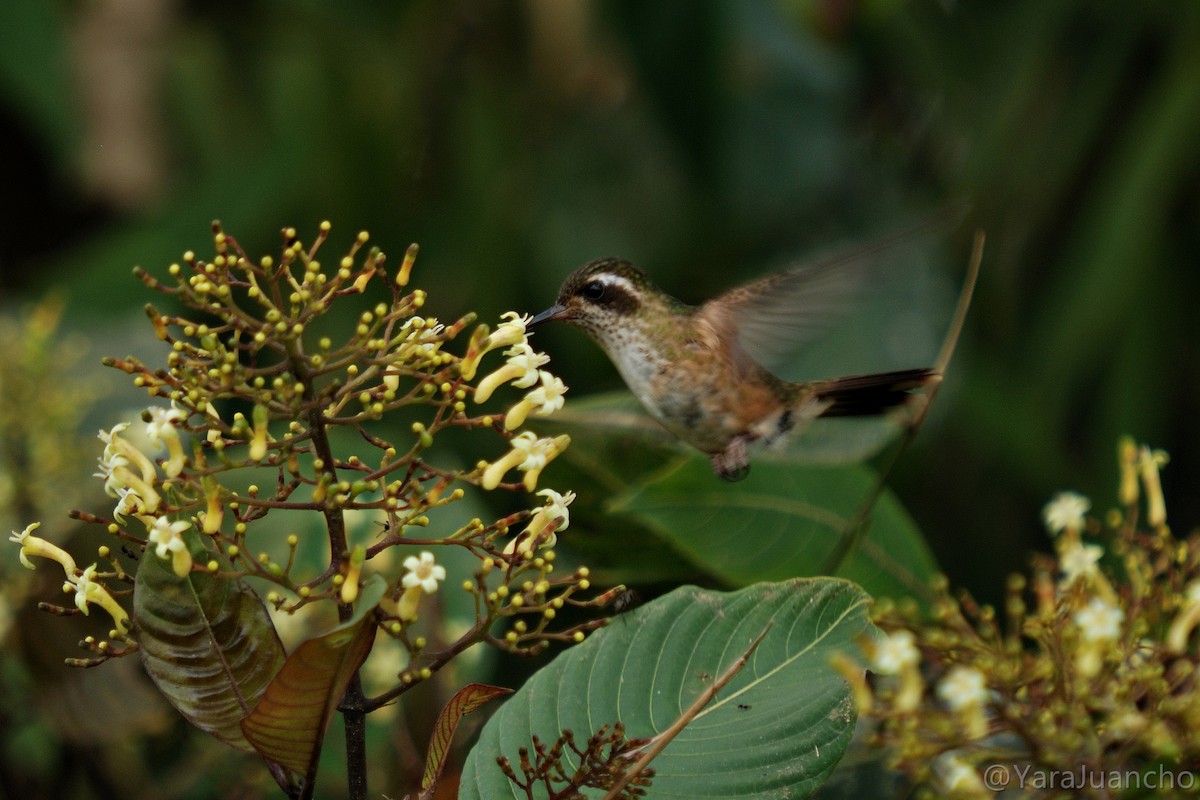 Speckled Hummingbird - ML616902618