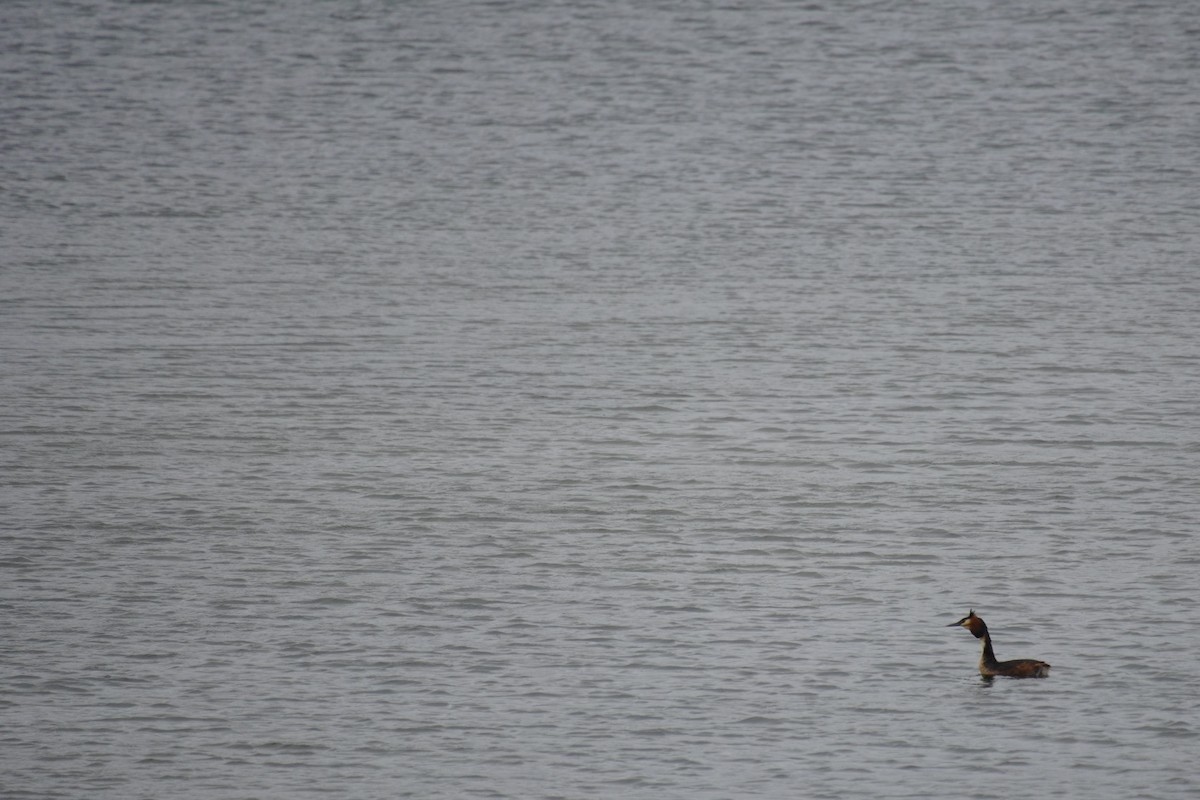 Great Crested Grebe - ML616902702
