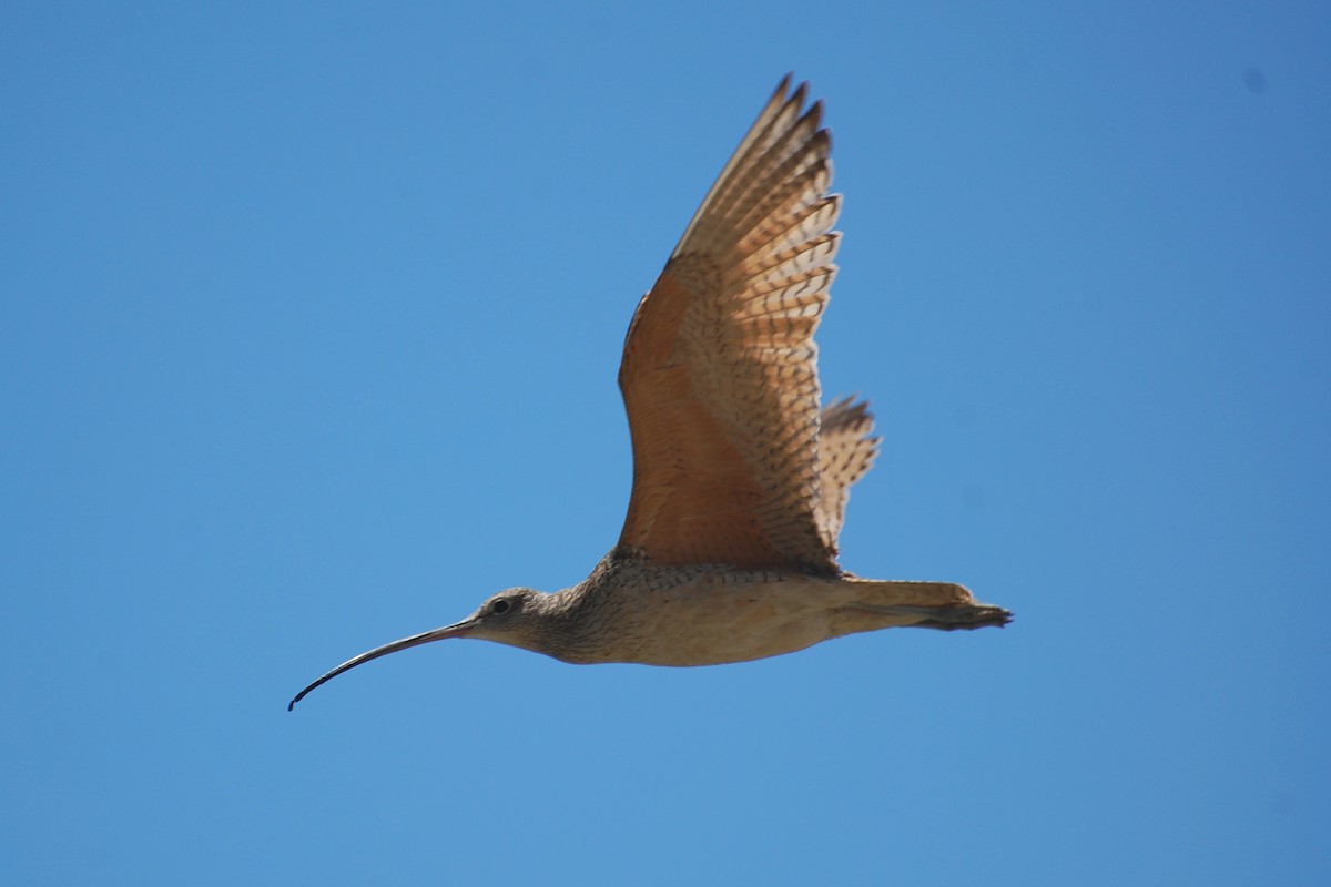 Long-billed Curlew - Christian Newton