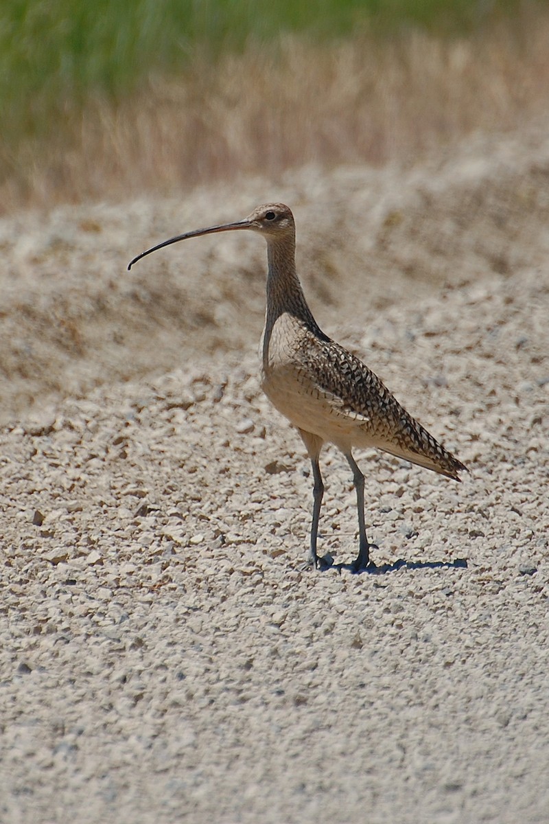 Long-billed Curlew - ML616902739
