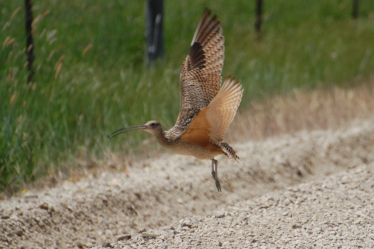 Long-billed Curlew - Christian Newton