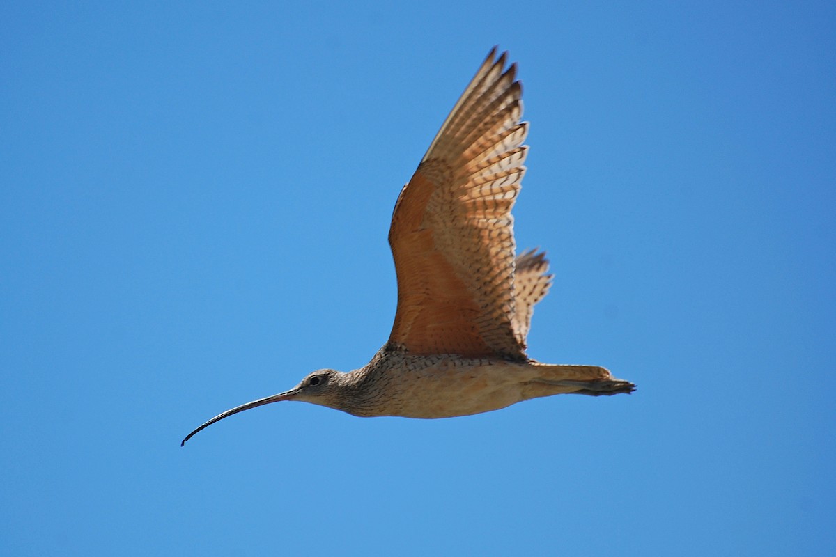 Long-billed Curlew - ML616902743
