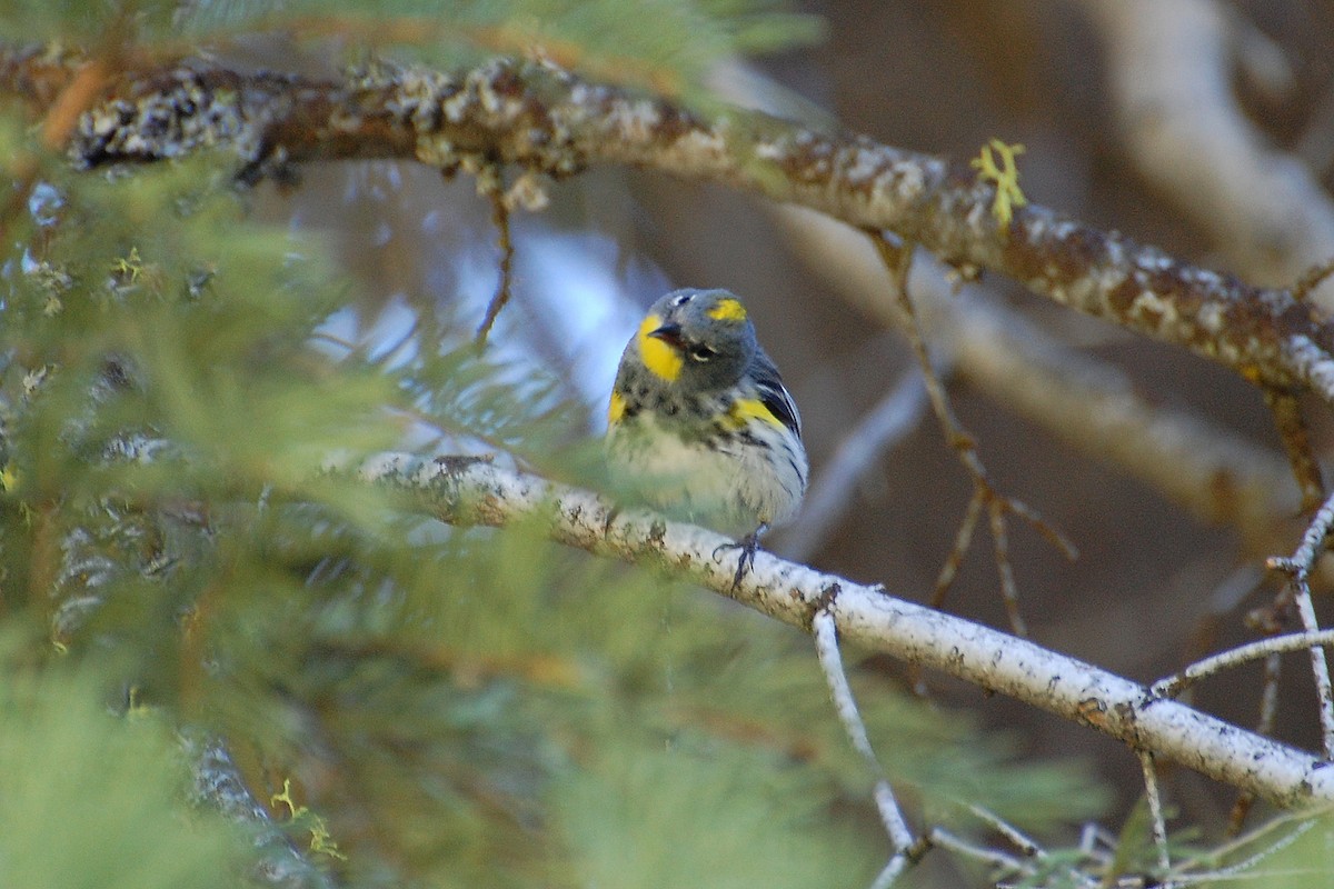 Yellow-rumped Warbler (Audubon's) - ML616902783