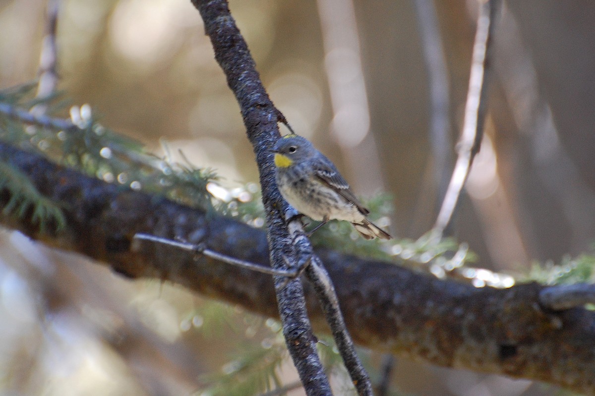Yellow-rumped Warbler (Audubon's) - ML616902785
